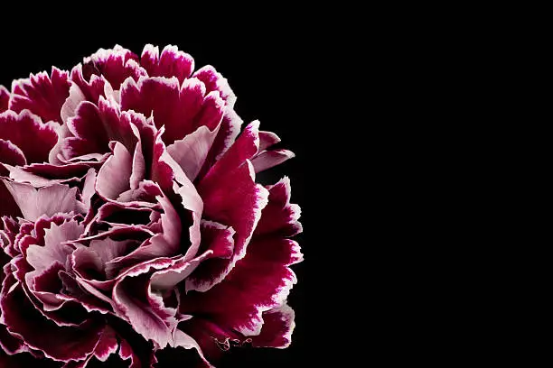 "Purple carnation with dramatic lighting. Front view of flower, off center on black background. Room for copy."