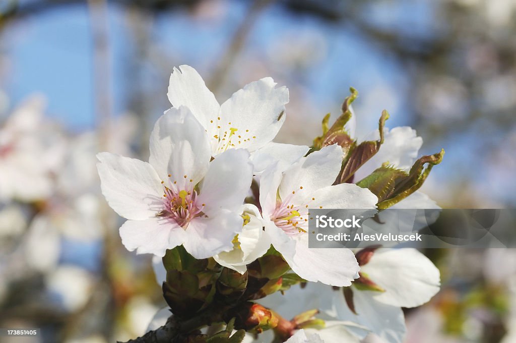 Arbre fruitier fleur - Photo de Abricotier libre de droits