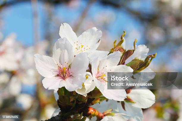 Foto de Flor De Árvore Frutífera e mais fotos de stock de Abricoteiro - Abricoteiro, Branco, Cabeça da flor