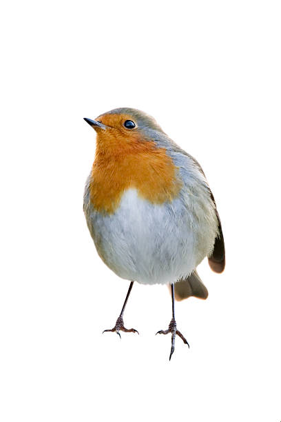 robin (erithacus rubecula) - robin fotografías e imágenes de stock