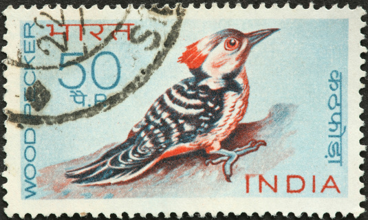 woodpecker on an old Indian postage stamp.