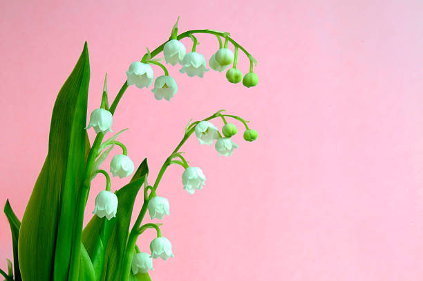 Shot against pastel pale pink. The flower is also known as Our Lady's tears and is the national flower of Finland (since 1967). It is the official flower of Alpha Delta Phi fraternity, Pi Kappa Alpha fraternity, Kappa Sigma fraternity, Delta Omicron fraternity, Alpha Epsilon Phi sorority, and Alpha Phi sorority.