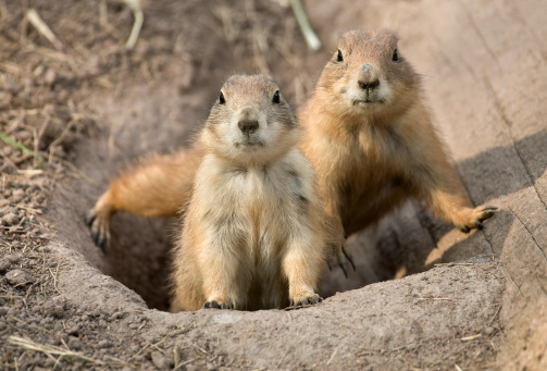 Black tailed prairie dogs (Cynomys ludovicianus) on the look out. Canon 1D Mark III and tele.