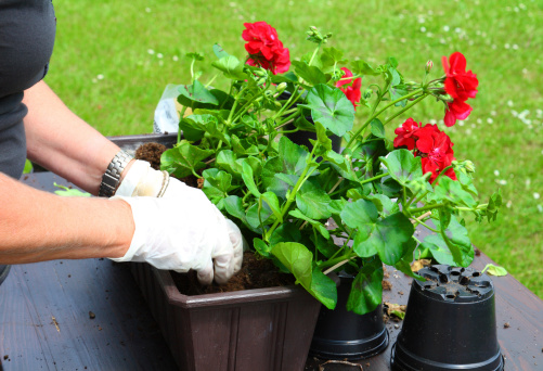 woman plants geraniums into flower box