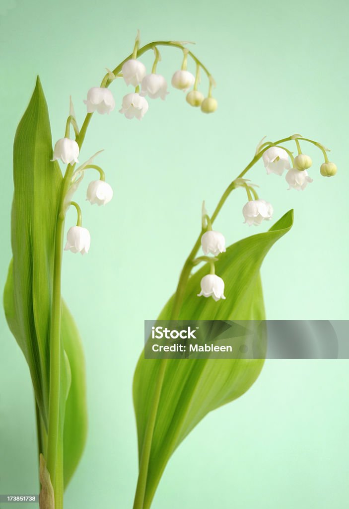 Lily of the Valley （Convallaria majalis 浅い DOF ) - スズランのロイヤリティフリーストックフォト