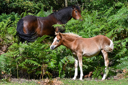 A mare and her foal in the bracken vegetation, New Forest Wild Ponies, Equus caballus, basking in the sunshine