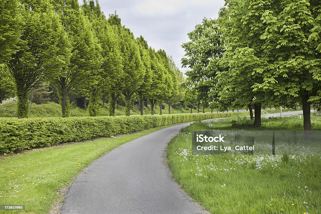 Ciclo percorso XXXL - Foto stock royalty-free di Albero