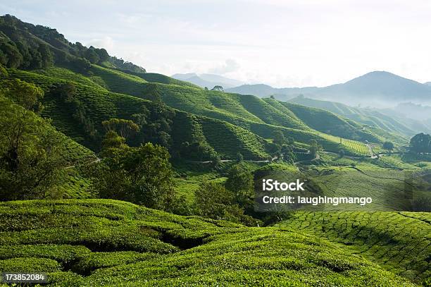 Plantación De Té Cameron Highlands Pahang Malasia Foto de stock y más banco de imágenes de Agricultura - Agricultura, Aire libre, Antioxidante
