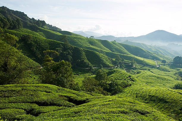 istock tea plantation cameron highlands pahang malaysia 173852084