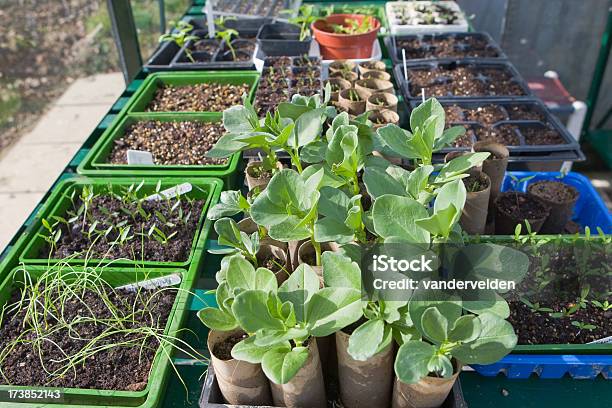 Bandejas De Seedlings En El Restaurante Foto de stock y más banco de imágenes de Haba gruesa - Haba gruesa, Invernáculo, Plántula