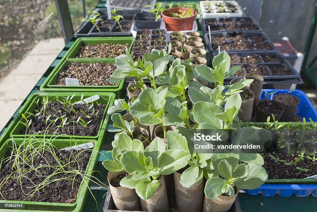 Vassoi di piantine In serra - Foto stock royalty-free di Fava - Pianta