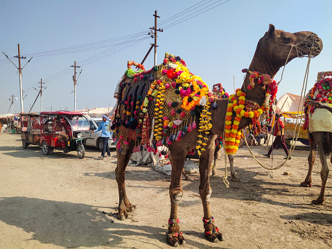 PRAYAGRAJ, UTTAR PRADESH, INDIA - AUGUST 14, 2023: Indian man and camel during sunrise.