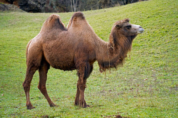 istock Bactrian Camel Poses Against a Lush Green 1738522120