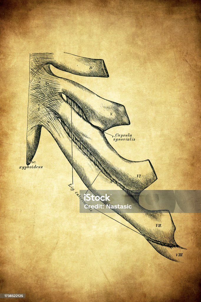 In Between Ribs Joints Between Ribs And Sternum Stock Illustration - Download Image Now ...