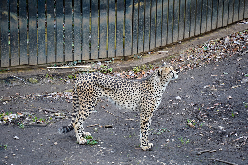 One captive cheetah (Acinonyx jubatus) poses infront of metallic bars