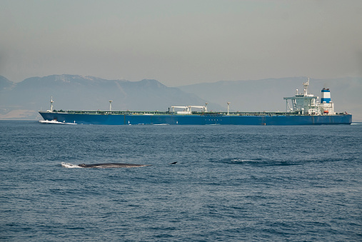 fin whale (Balaenoptera physalus) in the surface and in the background a huge cargo ship