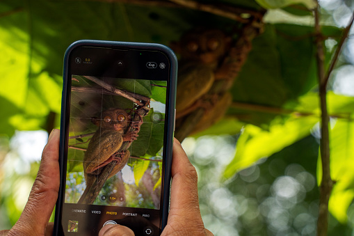 Tourist taking a photo with its cellular of a Philippine tarsier (Carlito syrichta) at a very short distance