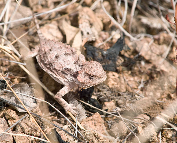 istock West Texas Horny Toad in Natural Surroundings. 173852322