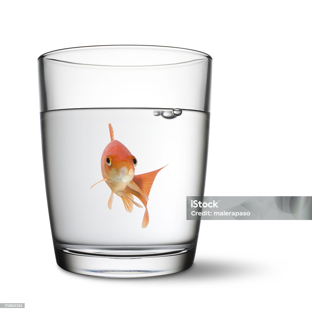 Poisson de verre - Photo de Hygiène alimentaire libre de droits