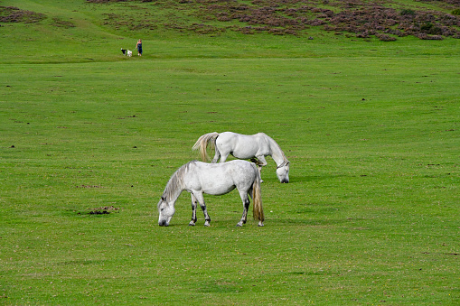 A pair of grey, gray New Forest Ponies, Equus caballus, grazing on the common land within the National Trust natural habitat of the New Forest protected reserve