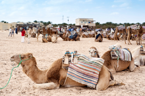 Camel rides in the Tunsian Sahara - Tourist attraction