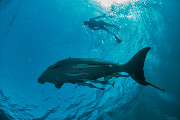istock Close Encounter with a Dugong: Snorkeler's Dream 1738529524