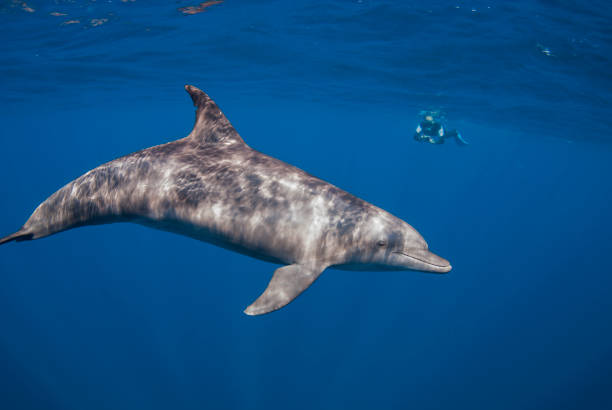 istock A Magical Encounter: Snorkeling with Indo-Pacific Bottlenose Dolphins 1738529527