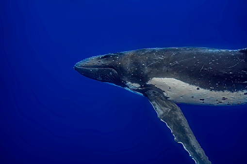 Portrait of a humpback whale (Megaptera novaengliae) underwater