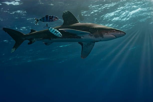 istock Carcharhinus longimanus and Pilot Fishes: Captivating Underwater Scene 1738529537