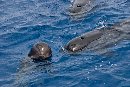 Group of 3 pilot whales (Globicephala melas) in the surface of the sea. The younger, with its head out of the water, looks with curiosity