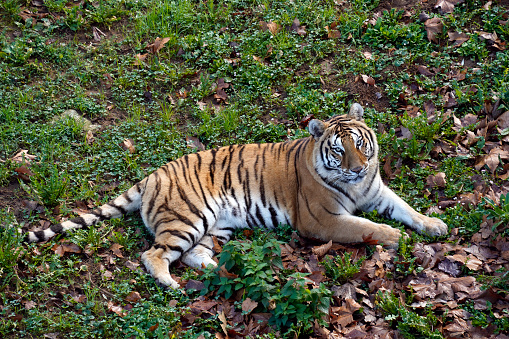 Tiger (Panthera tigris) resting in a green floor