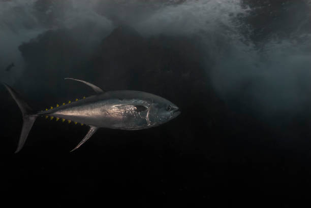 atún aleta amarilla (thunnus albacares) en su elemento natural: belleza submarina - tuna sea underwater fish fotografías e imágenes de stock