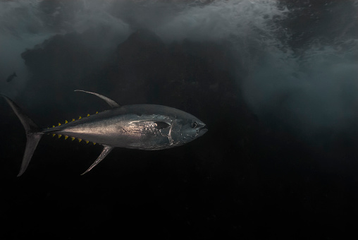 Yellow fin tuna (Thunnus albacares) under the waves