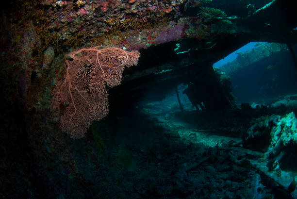 istock Exploring the Hidden Mysteries: Diver Among Coral-Covered Shipwreck 1738530067