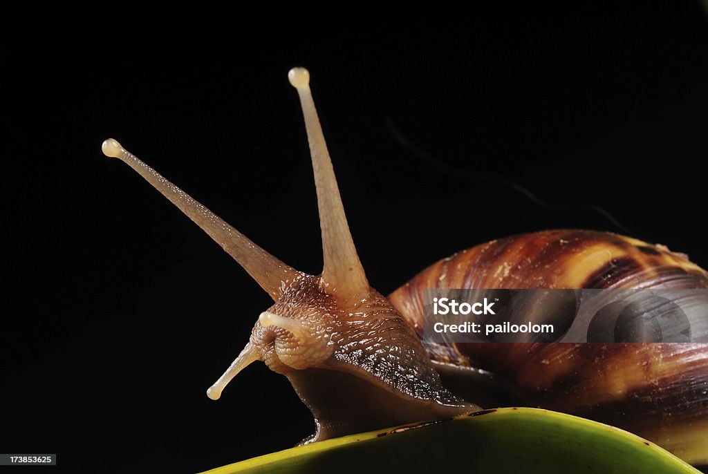 Caracol em folha - Foto de stock de Animal royalty-free