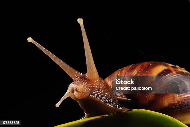 Foto de Caracol Em Folha e mais fotos de stock de Animal - Animal, Antena - Parte do corpo animal, Caracol