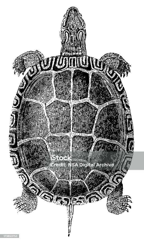 Черепаха - Стоковые иллюстрации Черепаха роялти-фри