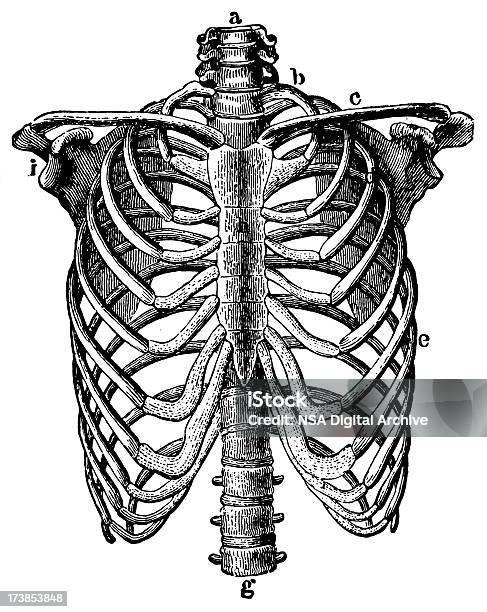 人間の胸郭 - 18世紀のベクターアート素材や画像を多数ご用意 - 18世紀, 人体, 人体構造
