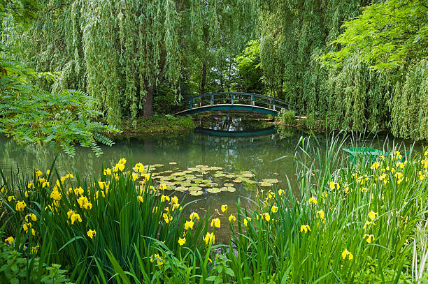 giardino still life - lily pond foto e immagini stock