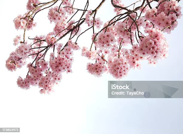 Pink Cherry Blossoms Stock Photo - Download Image Now - Backgrounds, Blossom, Branch - Plant Part