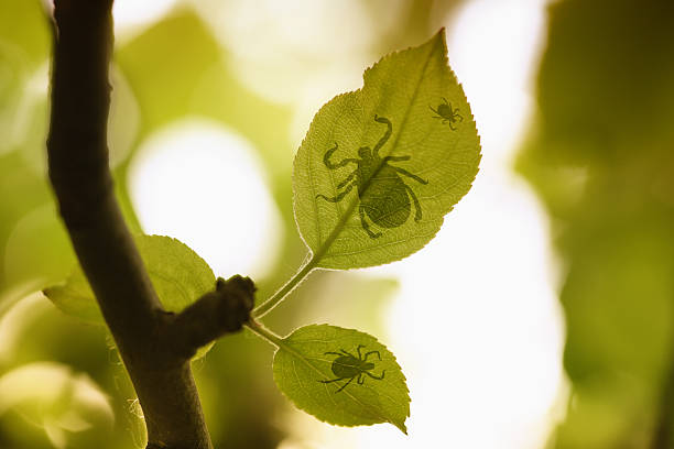 Three ticks on leafs. stock photo