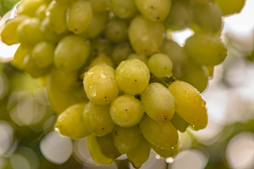 Close-up of a bunch of grapes of the Bananas variety with raindrops