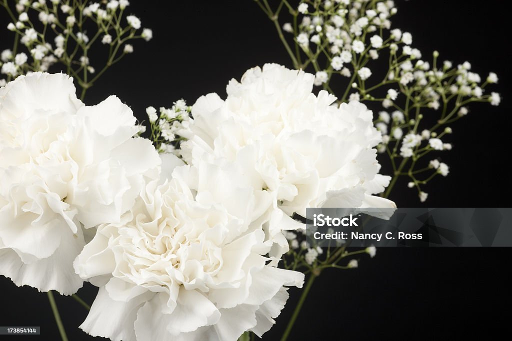 Carnations, цветы, изолированные на черный, белый, букет цветов, - Стоковые фото Белый роялти-фри