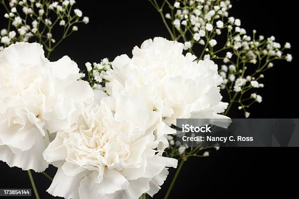 Carnations Цветы Изолированные На Черный Белый Букет Цветов — стоковые фотографии и другие картинки Белый