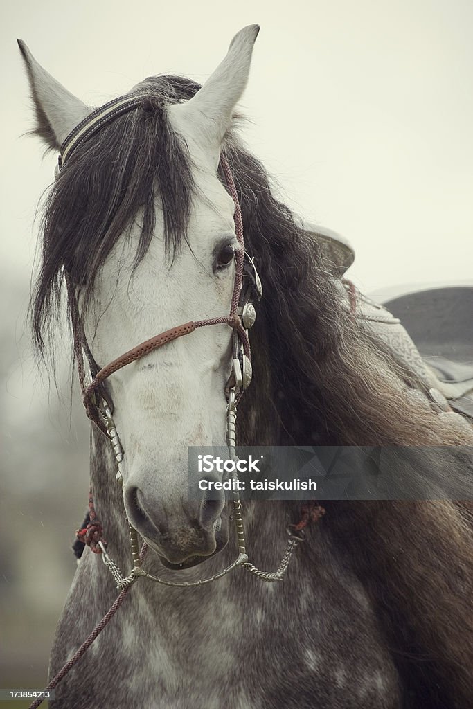 Semental andaluz - Foto de stock de Animal libre de derechos