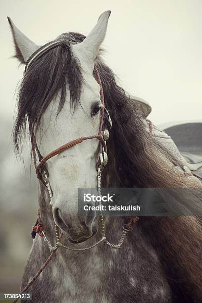 Foto de Cavalo Andaluz e mais fotos de stock de Andaluzia - Andaluzia, Animal, Animal de Fazenda