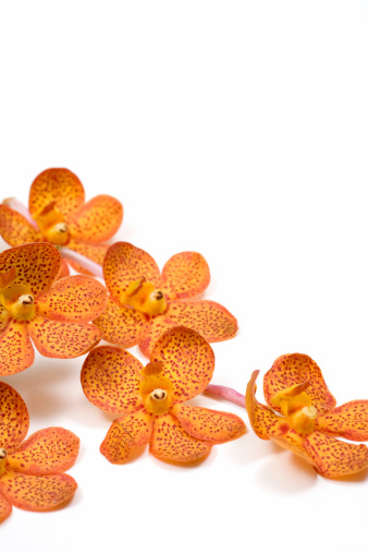 Orange Orchid Flowers On A White Background. More From This Series: