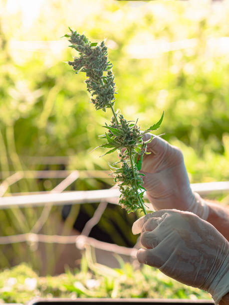 istock Close-up of hands using scissors cutting cannabis buds flower 1738544672