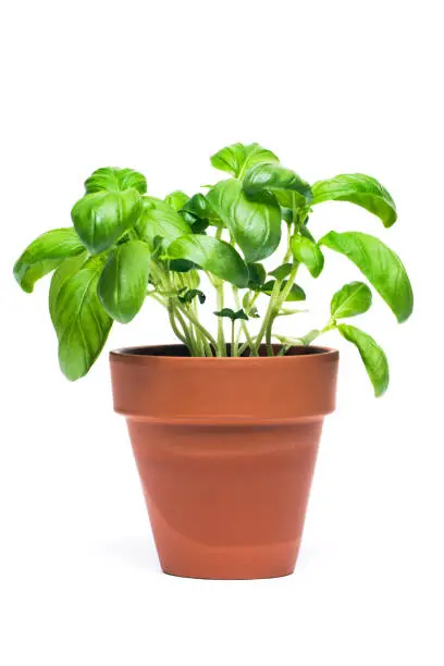 "Subject: A potted garden herb, basil isolated in a white background."