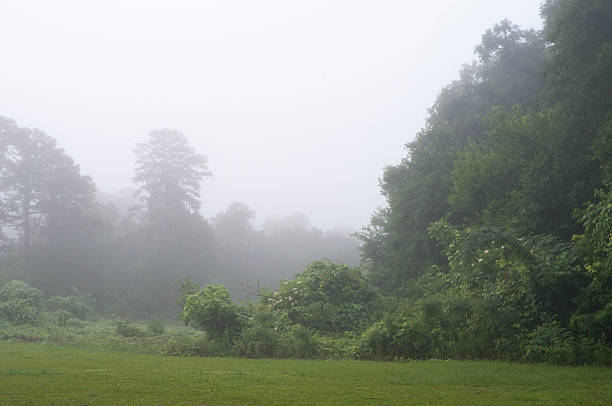 Paisaje de niebla de la mañana - foto de stock